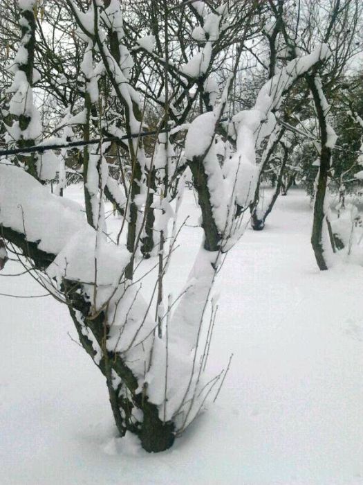 Corchiano sotto una spessa coltre di neve